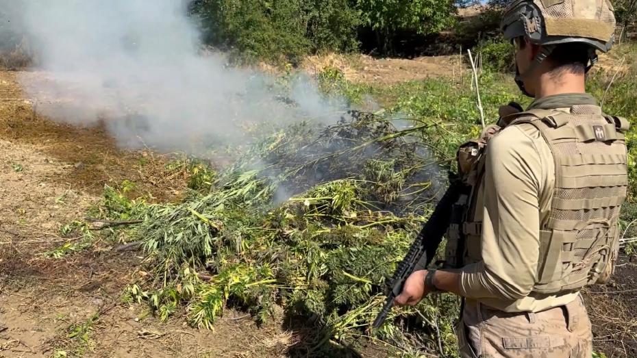 Diyarbakır’da 5 Ton Esrar Üretimine Yönelik Kenevir ve Skunk İmha Operasyonu