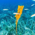 Bakan Kurumu: Pina ve Sea Meadows Marmara'da Breathe