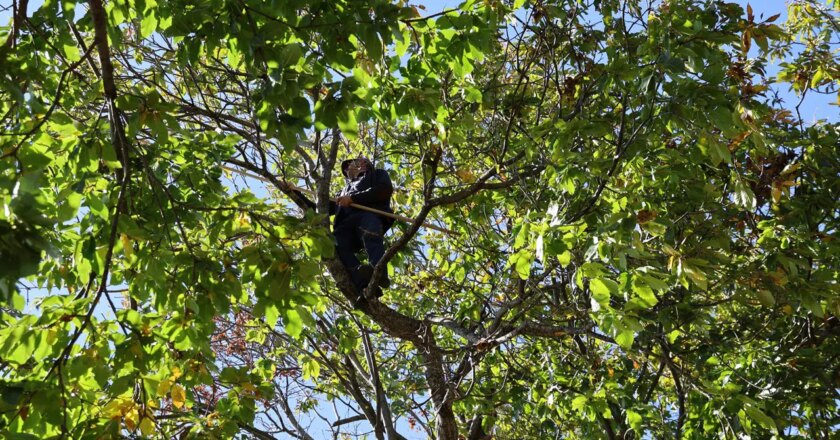 Aydın dağlarında zorlu hasat bitti: Kuraklığa rağmen hasat iyi… – Son Dakika Hayat Haberleri