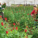 Bir hektar 100 bin lira: Serada 10 TL, dükkanlarda 10 kat daha fazla satılıyor… – Son Dakika Hayat Haberleri