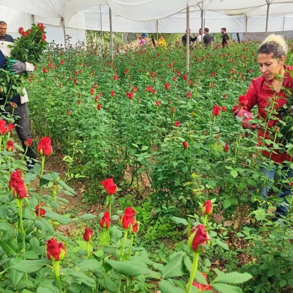 Bir hektar 100 bin lira: Serada 10 TL, dükkanlarda 10 kat daha fazla satılıyor… – Son Dakika Hayat Haberleri